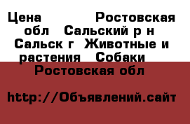 otyrb ytvtwrjq jdxfhrb › Цена ­ 5 000 - Ростовская обл., Сальский р-н, Сальск г. Животные и растения » Собаки   . Ростовская обл.